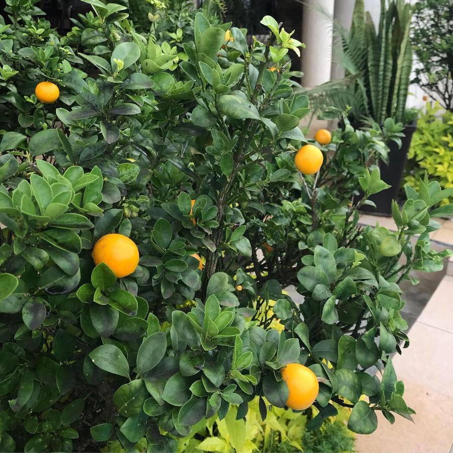 La Dolce Vita Umhlanga Guesthouse Durban Eksteriør billede